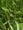 Ágas békabuzogány (Sparganium erectum)